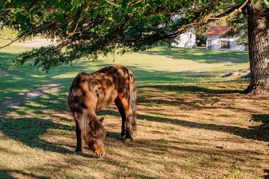 Un caballo pastando a contraluz bajo un cedro grande