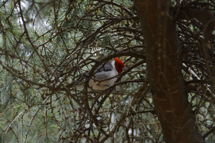 Un cardenal de copete rojo entre las ramas de un pino