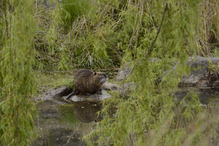 Un coipo sobre una roca en el agua