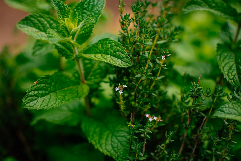 Menta y hierbas aromáticas en primer plano, en la huerta