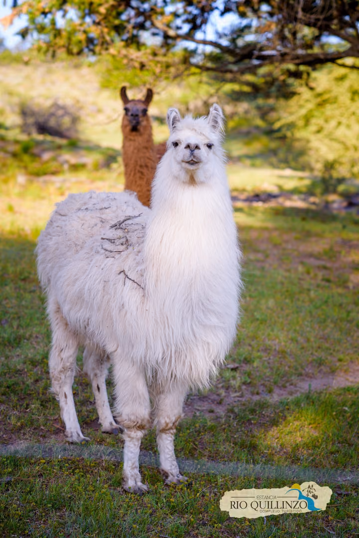 Una llama blanca en primer plano, en el corral