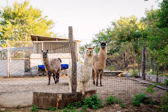 Dos llamas mirando a cámara en el corral
