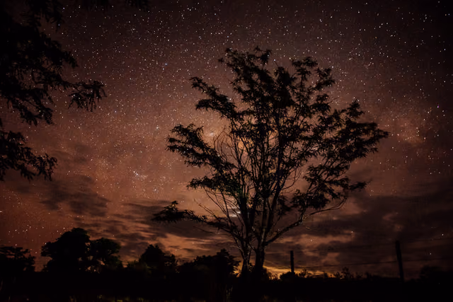 La Vía Láctea sobre la silueta de un árbol
