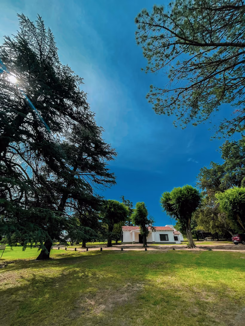 Los Pinares vista desde el parque, entre cedros