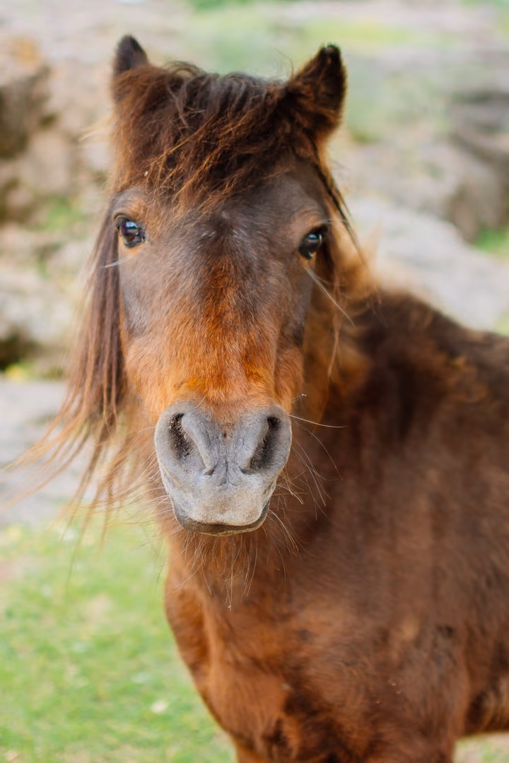 Retrato de un pony marrón mirando a cámara